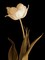 Splendid Beauty Poster Print by Charles Britt - Item # VARPDX12145